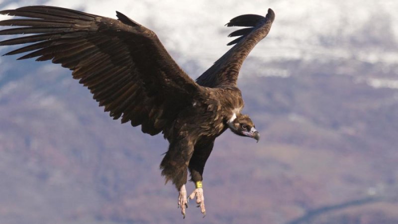 qué son los fondos buitre